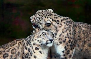 leopardos da neve