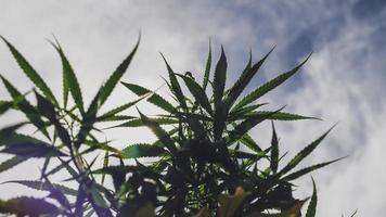 cultivo de plantas de cannabis na tailândia para fins médicos flores e folhas de cannabis pode curar e aliviar muitas doenças. foto