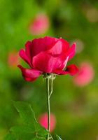 linda rosa vermelha em um jardim foto