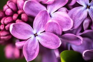 close up de flores lilás