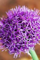 flor de allium única com cabeça violeta brilhante em um jardim