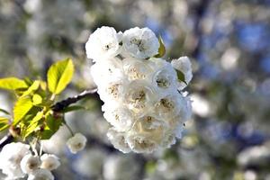 close-up ramo de flor na primavera foto