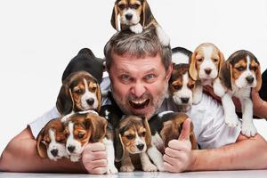 o homem e um grande grupo de cachorros beagle