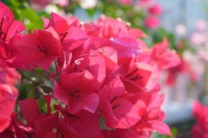 flores de buganvílias rosa magenta foto