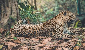 leopardo descansando na floresta foto