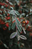 planta de folha verde foto