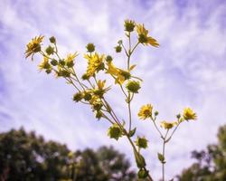 flores silvestres amarelas contra céu azul foto