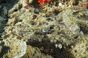 peixe crocodilo na areia na indonésia foto