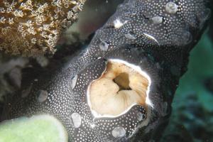 detalhe de macro de coral duro foto