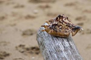 uma macro de concha velha na praia foto