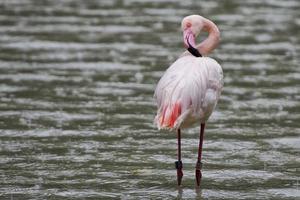 um retrato de flamingo rosa foto