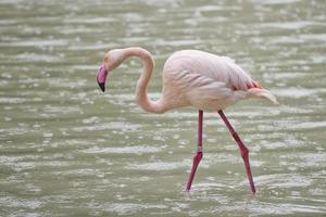 um retrato de flamingo rosa foto