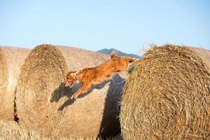 cão cachorrinho cocker spaniel pulando de bola de trigo foto