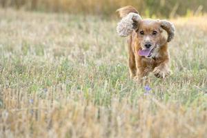 cachorro cocker spaniel inglês correndo para você foto