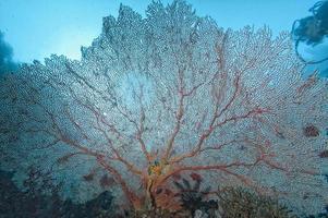 os reinos subaquáticos coloridos de raja ampat, papua indonésia foto