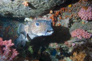 caixa de peixe retrato subaquático foto