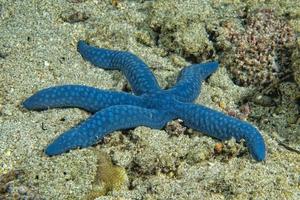 uma estrela do mar azul pendurada no recife foto