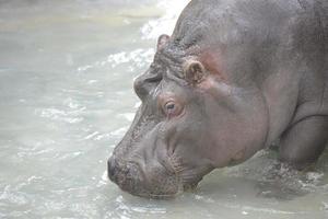 close-up de retrato de hipopótamo foto