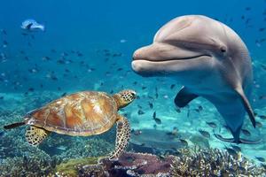 golfinho e tartaruga debaixo d'água no recife foto