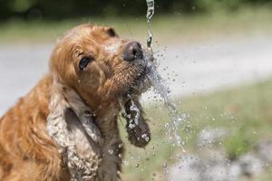 cachorro com sede cocker spaniel bebendo foto