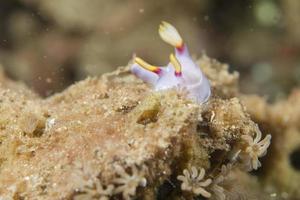 chromodoris coi nudibrânquio foto