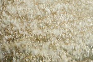 campo de trigo de grão maduro foto