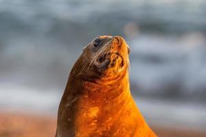 leão-marinho na praia da Patagônia foto