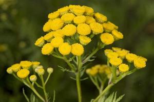 flor de botão amarelo foto