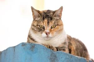 retrato de gato cachorrinho jovem em branco foto