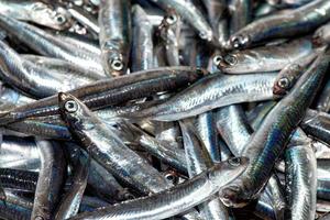 anchovas frescas peixe no mercado foto