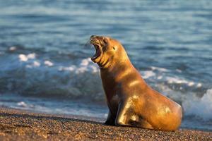 leão-marinho na praia da Patagônia foto