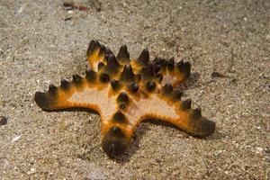 grupo de estrelas do mar laranja e preto rosa no fundo da areia foto