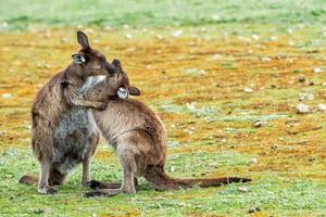 mãe canguru enquanto beija o filho recém-nascido foto