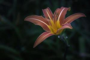 vista de perto de uma flor de lírio desabrochando foto