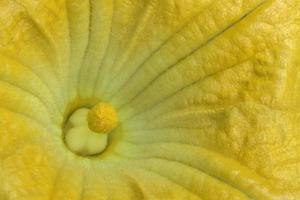 uma abóbora flor foto