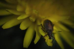 caridae beatle curculionoidea foto