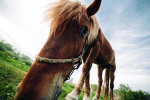 cavalo no campo foto