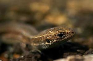 lagarto na pedra foto