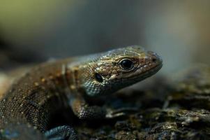 lagarto na pedra foto