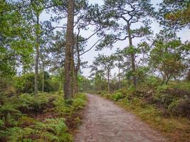 trilha natural da manhã no parque nacional de montanha phu kradueng na cidade de loei thailand.phu parque nacional de montanha kradueng o famoso destino de viagem foto