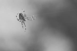 aranha cruzada filmada em preto e branco, rastejando em um fio de aranha. borrado foto