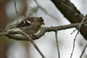 tentilhão jovem em um galho na floresta. marrom, cinza, plumagem verde. pássaro canoro foto