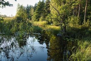 em um lago na Suécia, com nenúfares e juncos. no fundo florestas e céu foto