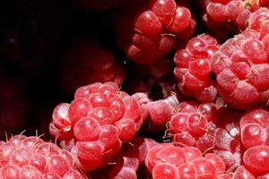 cultivo industrial de planta de framboesa. macro de framboesa de frutas vermelhas maduras close-up. fundo de frutas framboesas. crescimento natural de bagas na fazenda. conceito de comida orgânica eco saudável. foto