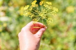 conceito de jardinagem e agricultura. trabalhadora agrícola mão colheita verde fresco maduro orgânico endro na cama do jardim. produção de alimentos caseiros vegetarianos veganos. mulher agricultora colhendo erva perfumada. foto