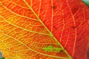 closeup outono queda extrema macro textura vista de vermelho laranja verde folha de madeira folha de árvore brilho no fundo do sol. papel de parede de outubro ou setembro de natureza inspiradora. mudança de conceito de estações. foto