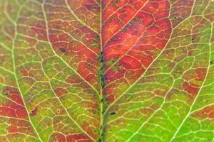 closeup outono queda extrema macro textura vista de vermelho laranja verde folha de madeira folha de árvore brilho no fundo do sol. papel de parede de outubro ou setembro de natureza inspiradora. mudança de conceito de estações. foto