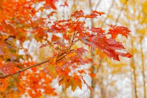 closeup queda natural outono vista da folha de laranja vermelha no fundo desfocado no foco seletivo do jardim ou do parque. papel de parede de outubro ou setembro de natureza inspiradora. mudança de conceito de estações foto