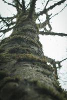 musgo que se agarra aos pinheiros na floresta de inverno dos EUA. foto