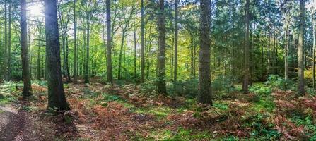 bela vista para uma densa floresta verde com luz solar brilhante lançando sombra profunda foto